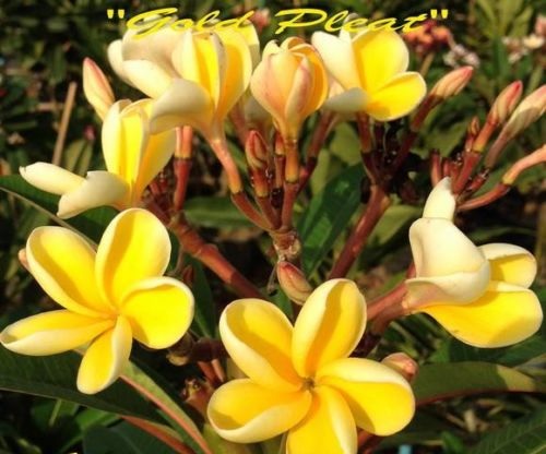 (image for) Plumeria Seeds 'Gold Pleat' 6 Seeds - Click Image to Close